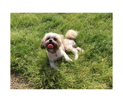 shih tzu pomeranian puppy mix month female