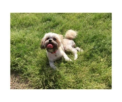 7 month old female Pomeranian Shih Tzu mix puppy for sale - 3
