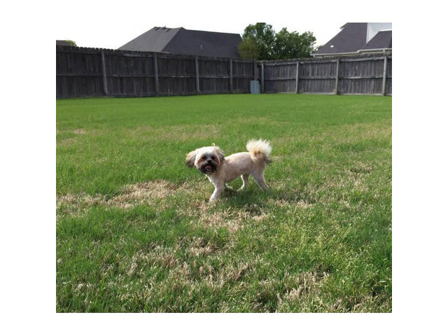 7 month old female Pomeranian Shih Tzu mix puppy for sale ...