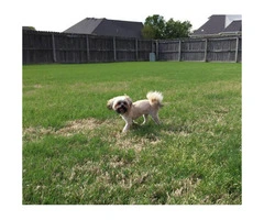 7 month old female Pomeranian Shih Tzu mix puppy for sale - 4