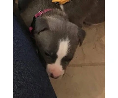 4 female blue pit pups for sale Cheap - 4