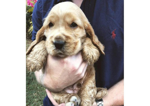 8 weeks old cocker spaniel puppies ready to go to their new home
