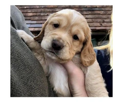 8 weeks old cocker spaniel puppies ready to go to their new home - 2