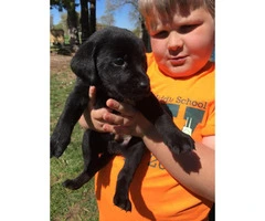 4 full blooded black lab puppies for sale