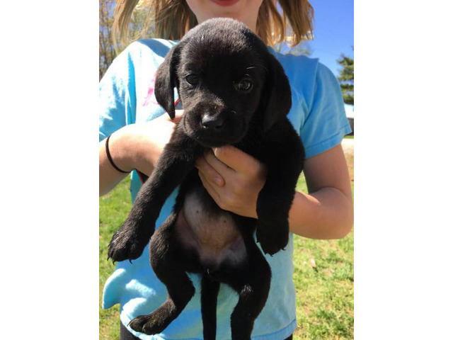 4 full blooded black lab puppies for sale in Carthage ...