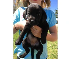 4 full blooded black lab puppies for sale - 2