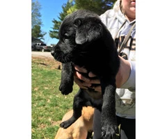 4 full blooded black lab puppies for sale - 3