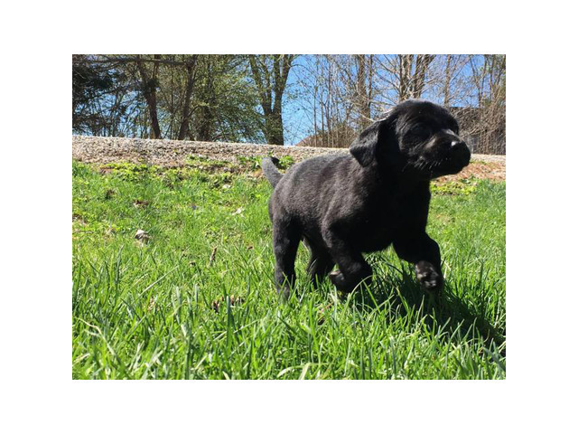 4 full blooded black lab puppies for sale in Carthage ...