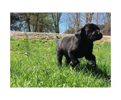 4 full blooded black lab puppies for sale - 4