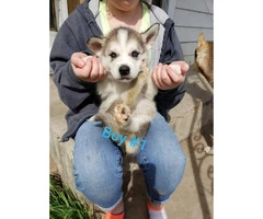 1 female and 4 males husky puppies available