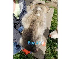 1 female and 4 males husky puppies available - 2