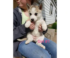 1 female and 4 males husky puppies available - 3