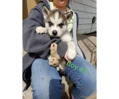1 female and 4 males husky puppies available - 5