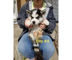 1 female and 4 males husky puppies available - 7