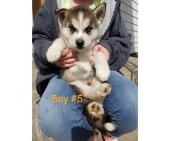 1 female and 4 males husky puppies available - 9