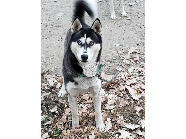 1 female and 4 males husky puppies available in Boise ...