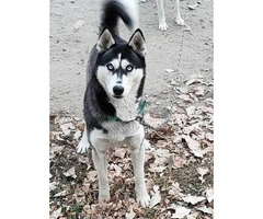 1 female and 4 males husky puppies available - 11