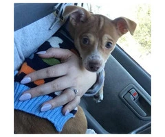 Very healthy happy Chihuahua puppy for sale