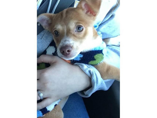 Very healthy happy Chihuahua puppy for sale in Seattle