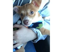 Very healthy happy Chihuahua puppy for sale - 2