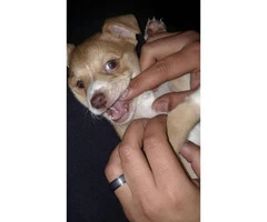 Very healthy happy Chihuahua puppy for sale - 3