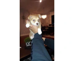 Very healthy happy Chihuahua puppy for sale - 4