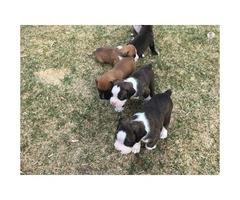 AKC registered boxer puppies still available - 1
