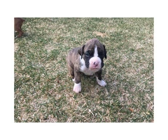 AKC registered boxer puppies still available - 2