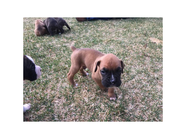 Boxer Puppies Maryland Boxer puppies Prepared For brand