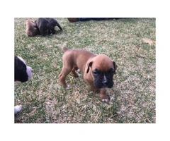 AKC registered boxer puppies still available - 4