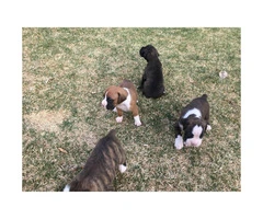 AKC registered boxer puppies still available - 5