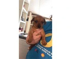 Chiweenie puppies ready for forever homes