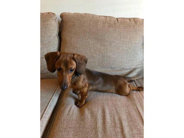 Sweet Male Dachshund Puppy For Sale - 1/4