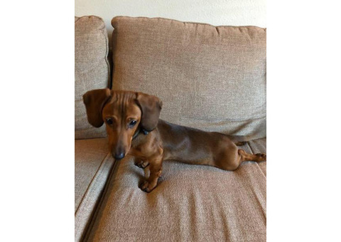Sweet Male Dachshund Puppy For Sale