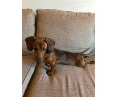 Sweet Male Dachshund Puppy For Sale - 1