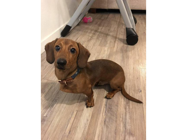 Sweet Male Dachshund Puppy For Sale in Virginia