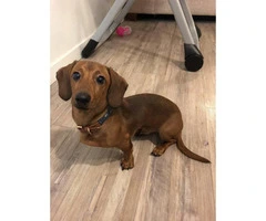 Sweet Male Dachshund Puppy For Sale - 2
