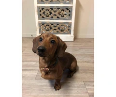 Sweet Male Dachshund Puppy For Sale - 3