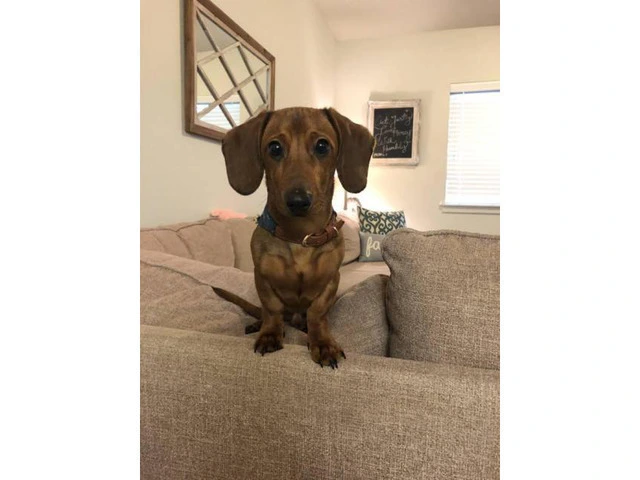 Sweet Male Dachshund Puppy For Sale - 4/4