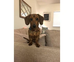 Sweet Male Dachshund Puppy For Sale - 4