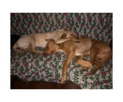 11 Lab Pit Mixed Puppies for sale (four girls and seven boys) - 3