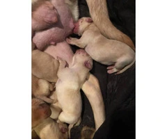 11 Lab Pit Mixed Puppies for sale (four girls and seven boys) - 4