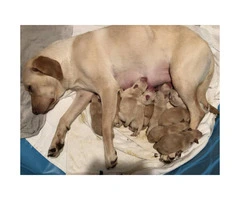 11 Lab Pit Mixed Puppies for sale (four girls and seven boys) - 5