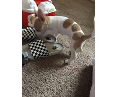 3 months old chihuahua pups for sale