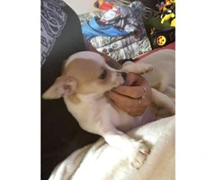 3 months old chihuahua pups for sale - 3
