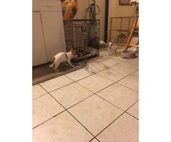 3 months old chihuahua pups for sale - 4