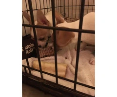 3 months old chihuahua pups for sale - 5