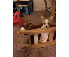 3 months old chihuahua pups for sale - 6