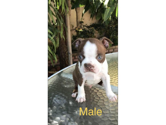 Homes For Sale By Owner Near Me >> Gorgeous Red Boston Terrier puppies looking for new homes in Santa Fe Springs, California ... Homes For Sale By Owner Near Me >> Gorgeous Red Boston Terrier puppies looking for new homes in Santa Fe Springs, California ...