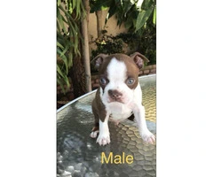 Gorgeous Red Boston Terrier puppies looking for new homes